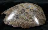 Polished Fossil Coral Head - Morocco #14641-1